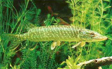 torpedo looking fish in the pike family|Pike Family Esocidae .